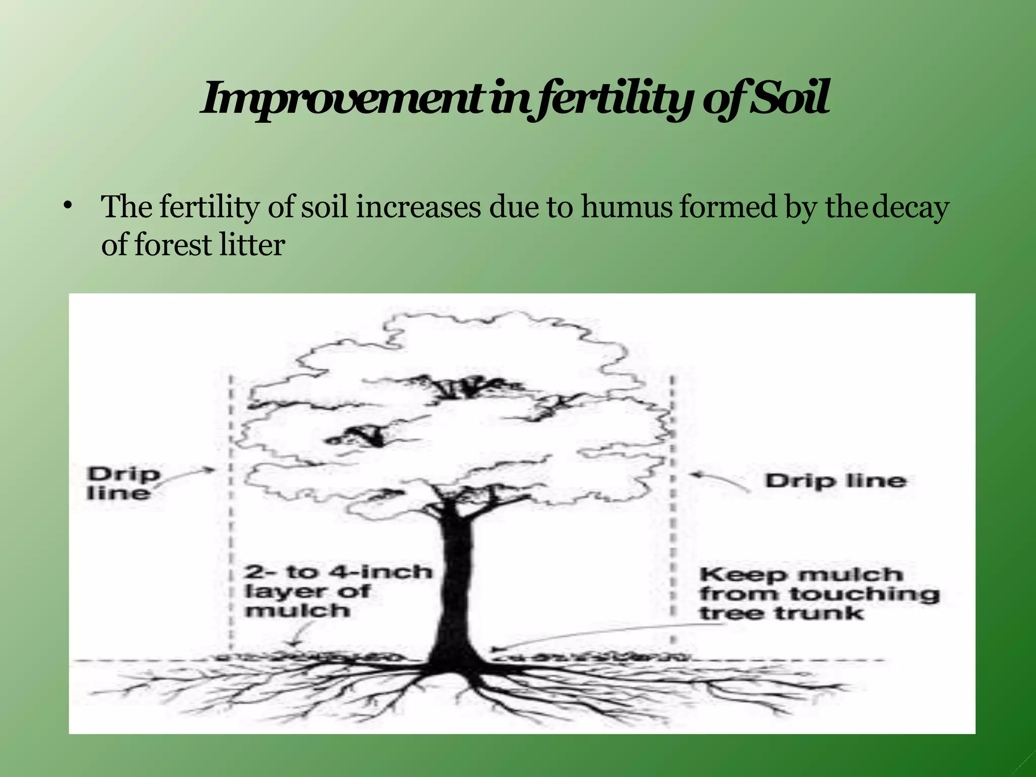 ImprovementinfertilityofSoil
• The fertility of soil increases due to humus formed by thedecay
of forest litter
 
