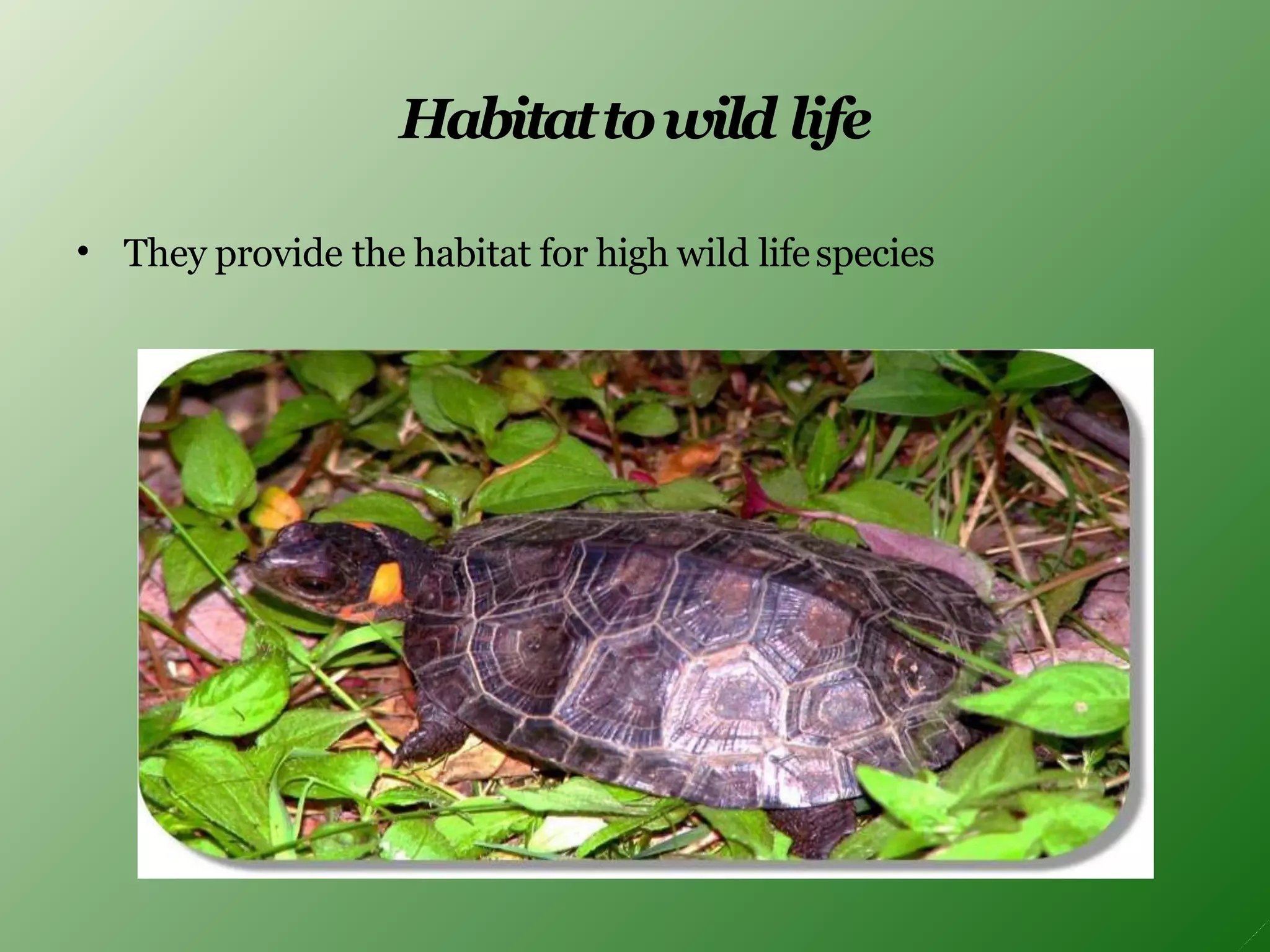 Habitattowild life
• They provide the habitat for high wild lifespecies
 