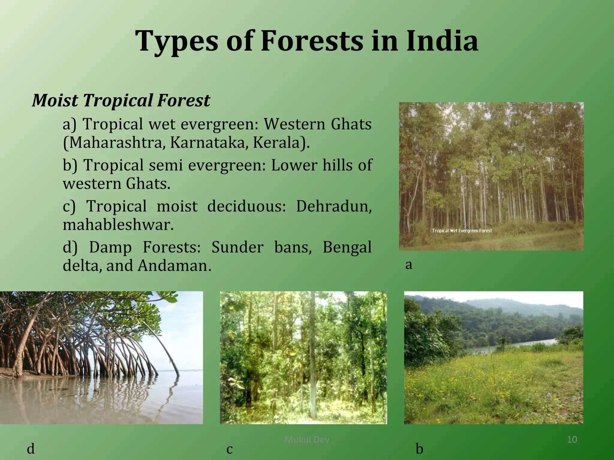 Types of Forests in India
Moist Tropical Forest
a) Tropical wet evergreen: Western Ghats
(Maharashtra, Karnataka, Kerala).
b) Tropical semi evergreen: Lower hills of
western Ghats.
c) Tropical moist deciduous: Dehradun,
mahableshwar.
d) Damp Forests: Sunder bans, Bengal
delta, and Andaman. a
bd c
Mukul Dev 10
 