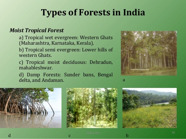 case study on forest ecosystem in india