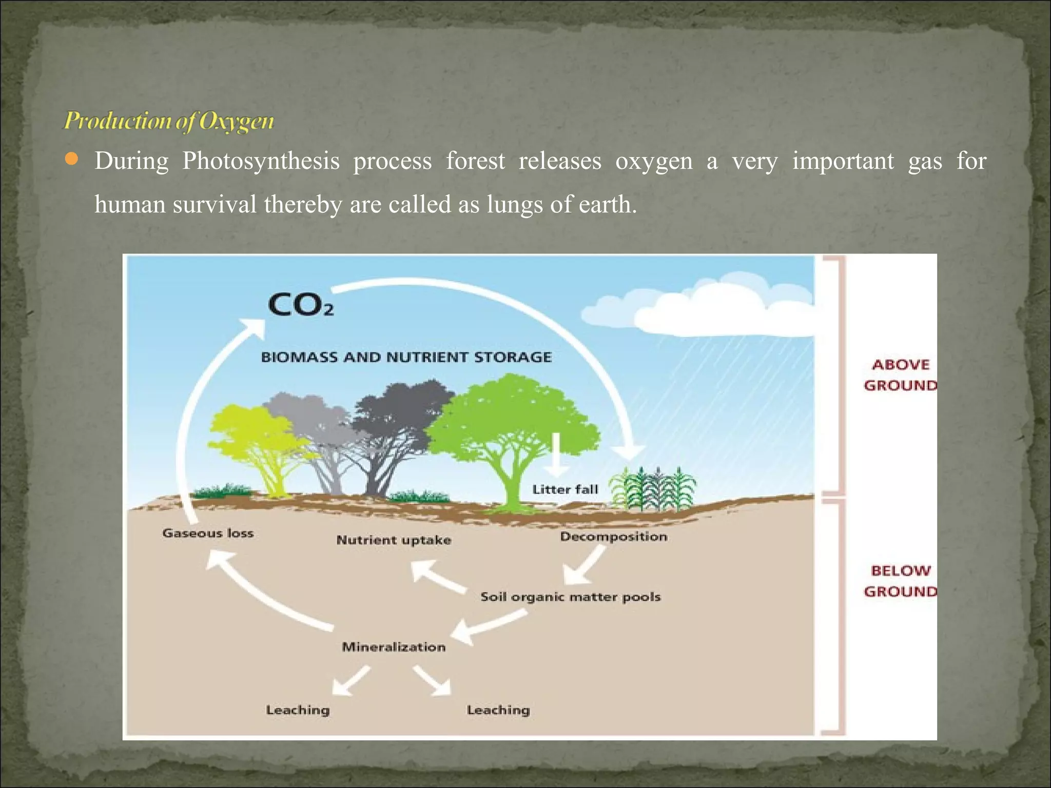  During Photosynthesis process forest releases oxygen a very important gas for
human survival thereby are called as lungs of earth.
 