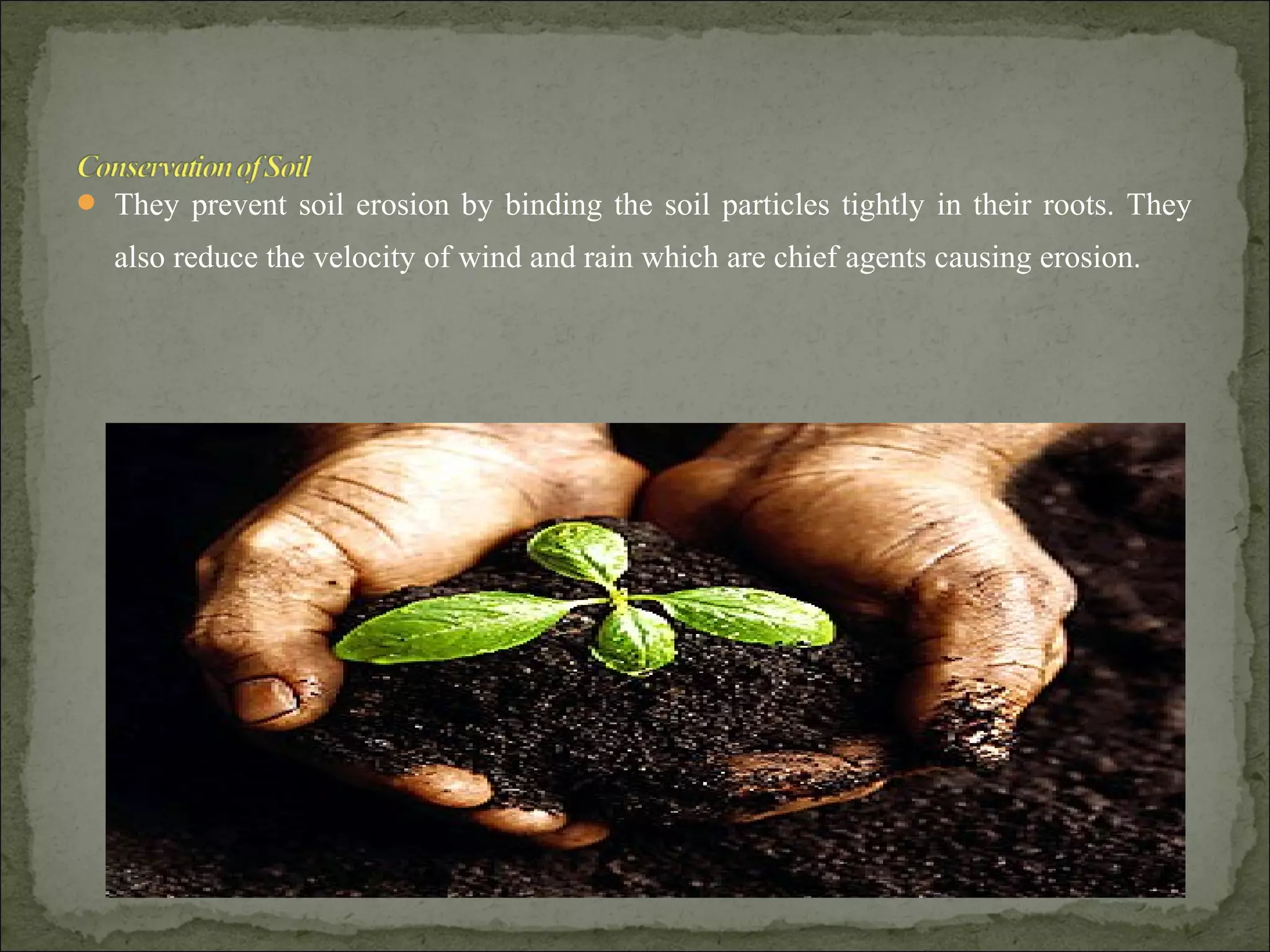  They prevent soil erosion by binding the soil particles tightly in their roots. They
also reduce the velocity of wind and rain which are chief agents causing erosion.
 