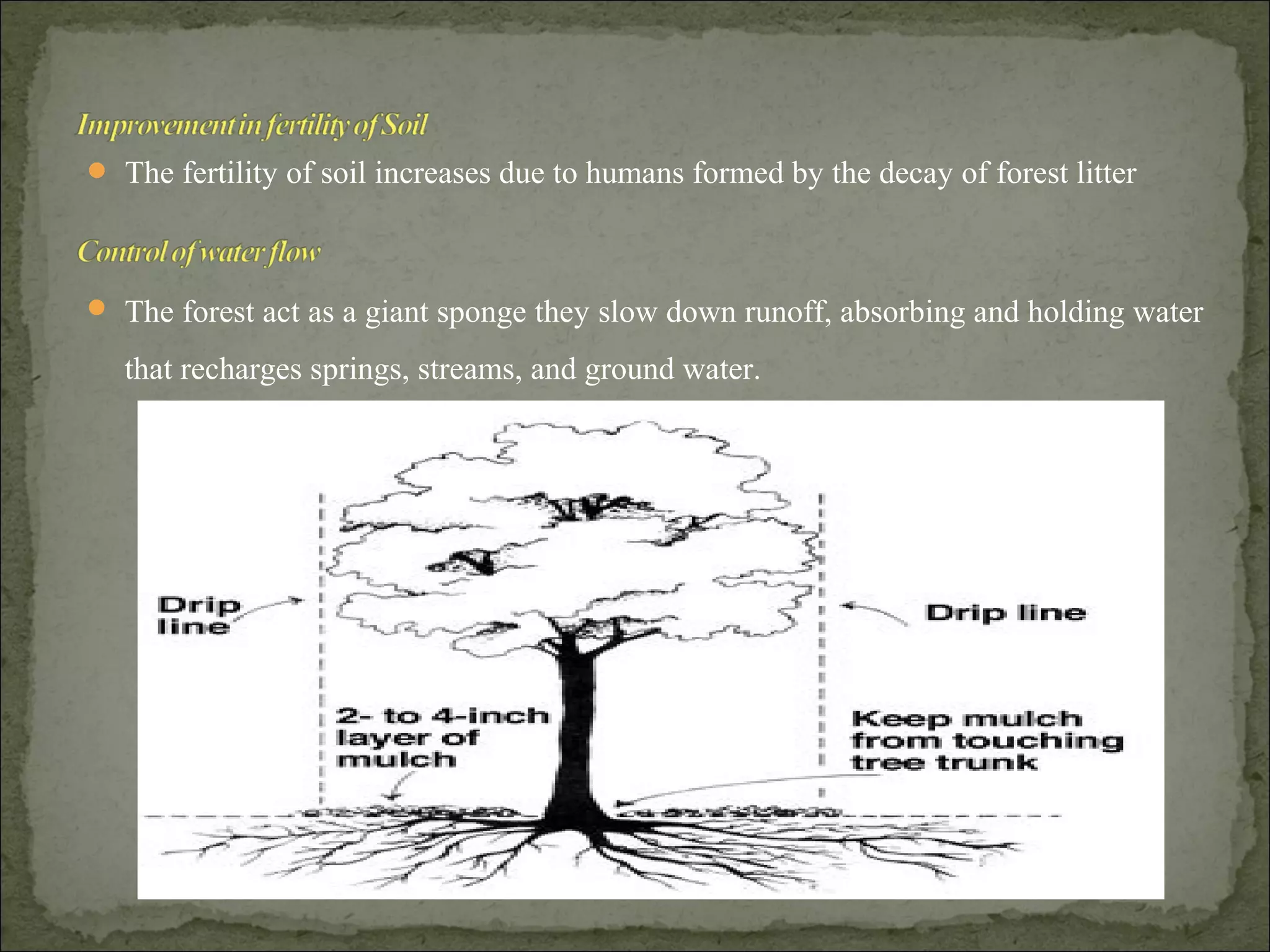  The fertility of soil increases due to humans formed by the decay of forest litter
 The forest act as a giant sponge they slow down runoff, absorbing and holding water
that recharges springs, streams, and ground water.
 