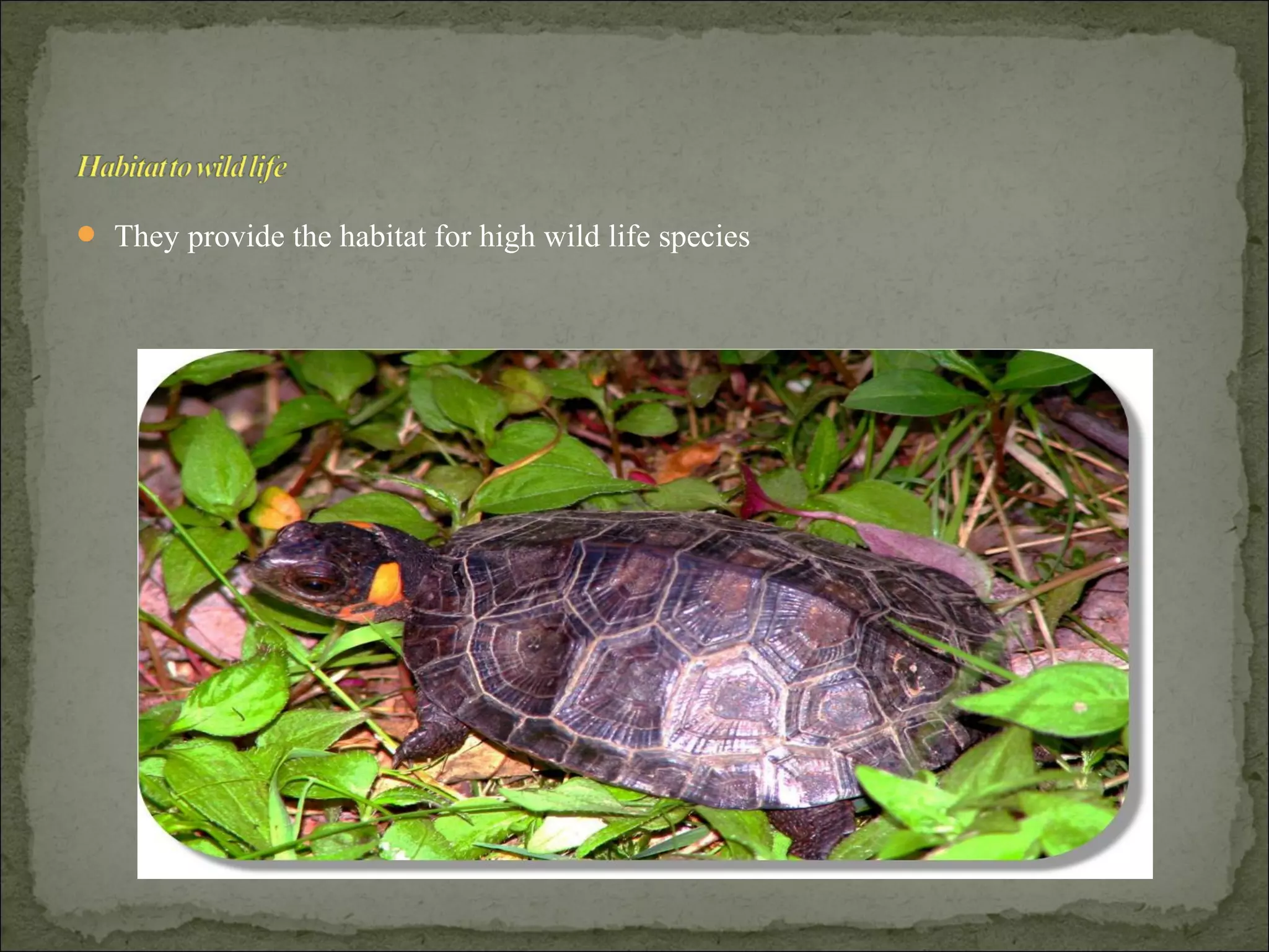  They provide the habitat for high wild life species
 