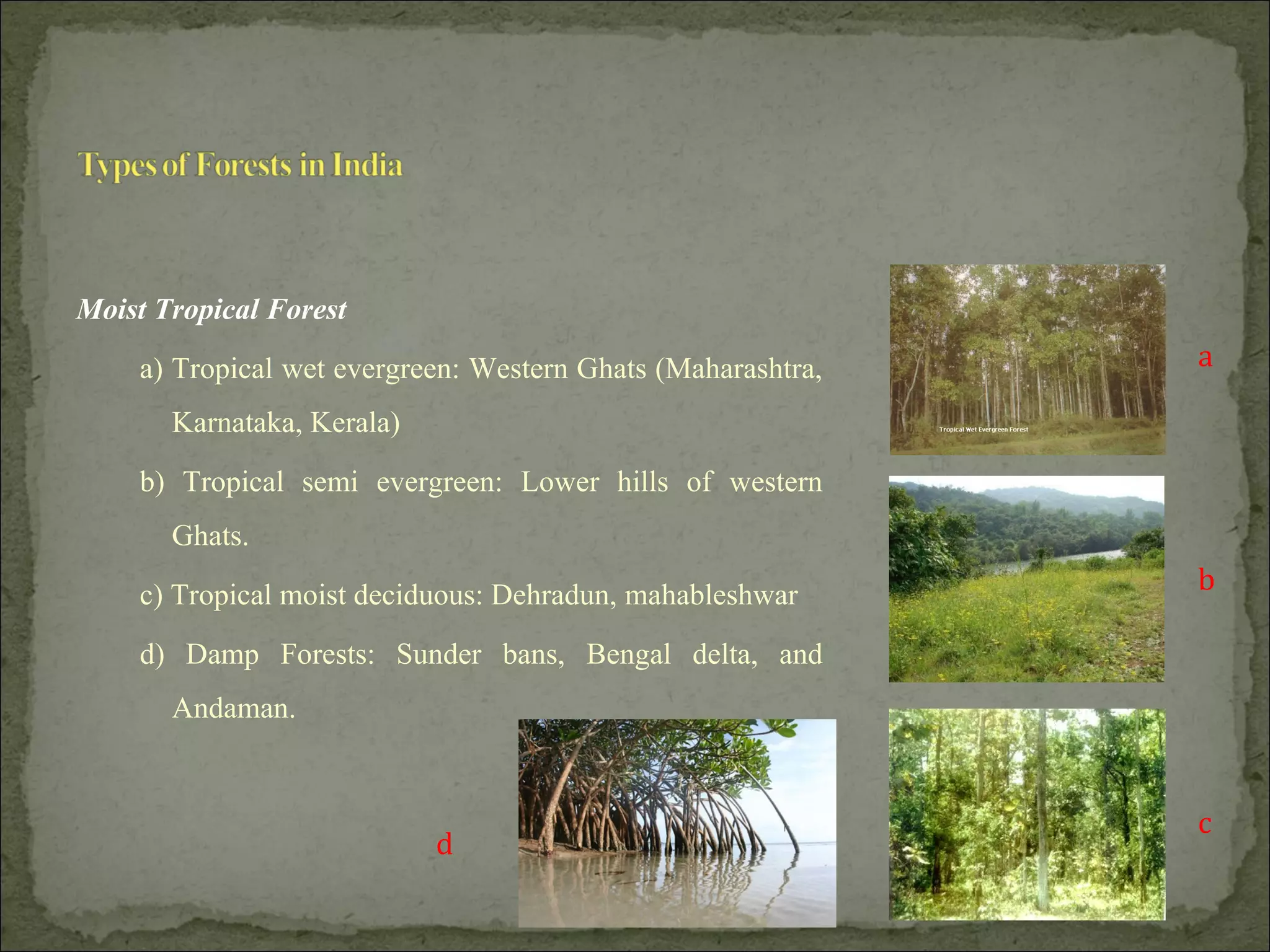 Moist Tropical Forest
a) Tropical wet evergreen: Western Ghats (Maharashtra,
Karnataka, Kerala)
b) Tropical semi evergreen: Lower hills of western
Ghats.
c) Tropical moist deciduous: Dehradun, mahableshwar
d) Damp Forests: Sunder bans, Bengal delta, and
Andaman.
a
b
d
c
 