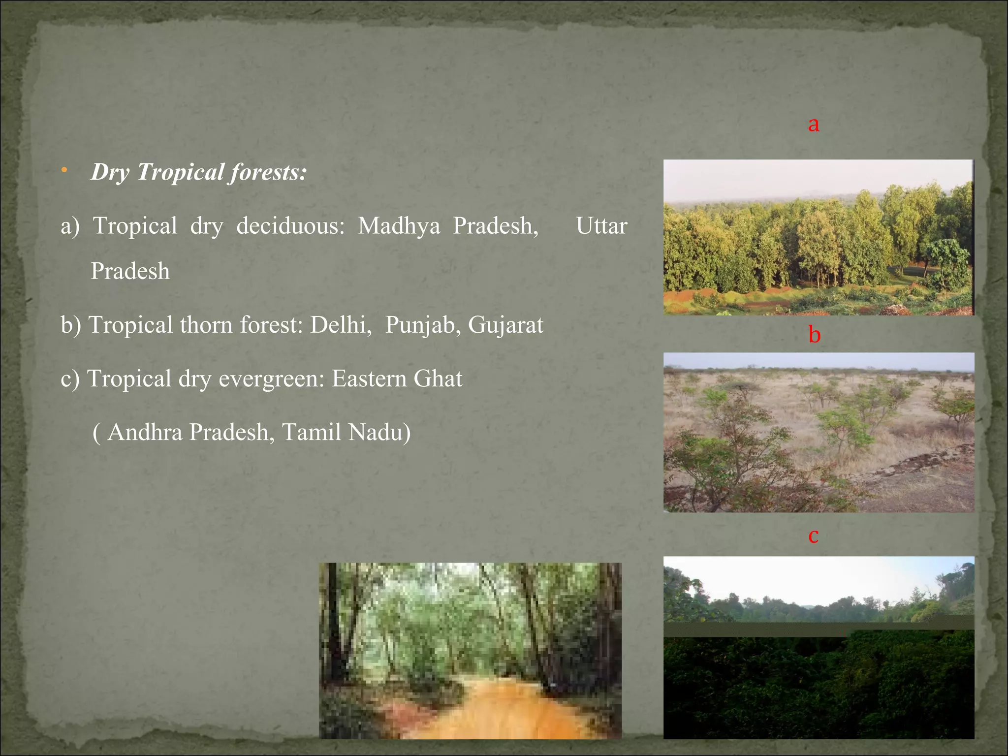 • Dry Tropical forests:
a) Tropical dry deciduous: Madhya Pradesh, Uttar
Pradesh
b) Tropical thorn forest: Delhi, Punjab, Gujarat
c) Tropical dry evergreen: Eastern Ghat
( Andhra Pradesh, Tamil Nadu)
a
b
c
 