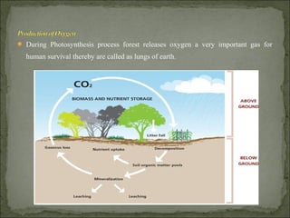  During Photosynthesis process forest releases oxygen a very important gas for
human survival thereby are called as lungs of earth.
 