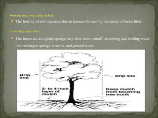  The fertility of soil increases due to humans formed by the decay of forest litter
 The forest act as a giant sponge they slow down runoff, absorbing and holding water
that recharges springs, streams, and ground water.
 