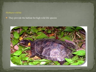  They provide the habitat for high wild life species
 