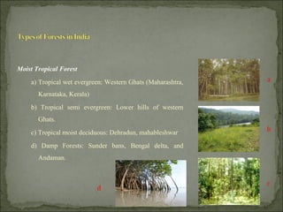 Moist Tropical Forest
a) Tropical wet evergreen: Western Ghats (Maharashtra,
Karnataka, Kerala)
b) Tropical semi evergreen: Lower hills of western
Ghats.
c) Tropical moist deciduous: Dehradun, mahableshwar
d) Damp Forests: Sunder bans, Bengal delta, and
Andaman.
a
b
d
c
 