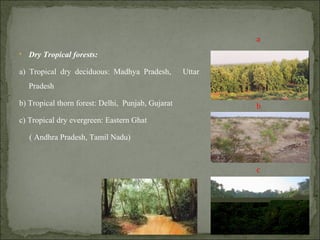 • Dry Tropical forests:
a) Tropical dry deciduous: Madhya Pradesh, Uttar
Pradesh
b) Tropical thorn forest: Delhi, Punjab, Gujarat
c) Tropical dry evergreen: Eastern Ghat
( Andhra Pradesh, Tamil Nadu)
a
b
c
 