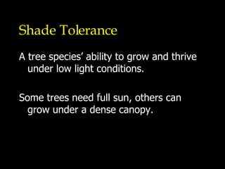 Shade Tolerance A tree species’ ability to grow and thrive under low light conditions. Some trees need full sun, others can grow under a dense canopy. 