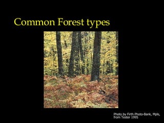Common Forest types Photo by Firth Photo-Bank, Mpls, from Tester 1995 
