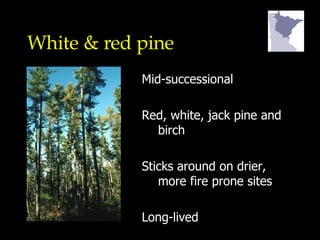 White & red pine Mid-successional Red, white, jack pine and birch Sticks around on drier, more fire prone sites Long-lived 