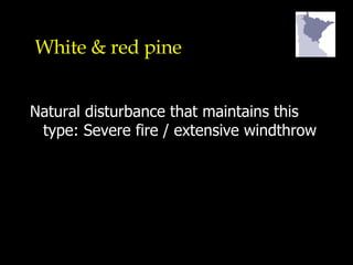 White & red pine Natural disturbance that maintains this type: Severe fire / extensive windthrow 