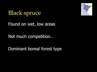 Black spruce Found on wet, low areas Not much competition… Dominant boreal forest type 