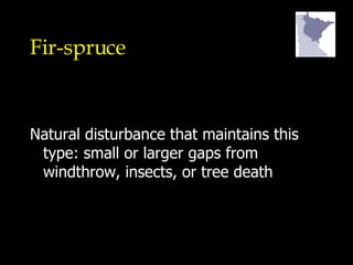 Fir-spruce Natural disturbance that maintains this type: small or larger gaps from windthrow, insects, or tree death 