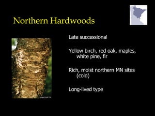 Northern Hardwoods Late successional Yellow birch, red oak, maples, white pine, fir Rich, moist northern MN sites (cold) Long-lived type 
