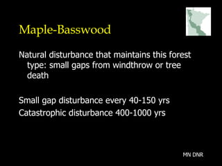 Maple-Basswood Natural disturbance that maintains this forest type: small gaps from windthrow or tree death Small gap disturbance every 40-150 yrs Catastrophic disturbance 400-1000 yrs MN DNR 