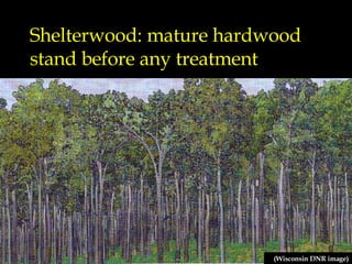 Shelterwood: mature hardwood stand before any treatment (Wisconsin DNR image) 