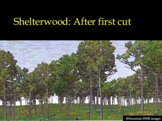 Shelterwood: After first cut (Wisconsin DNR image) 