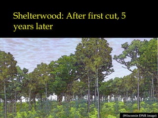 Shelterwood: After first cut, 5 years later (Wisconsin DNR image) 