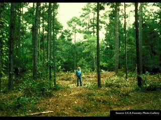 Source: UGA Forestry Photo Gallery 