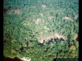 Source: UGA Forestry Photo Gallery 