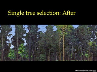 Single tree selection: After (Wisconsin DNR image) 