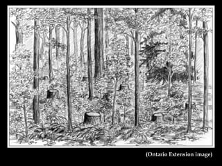 (Ontario Extension image) 