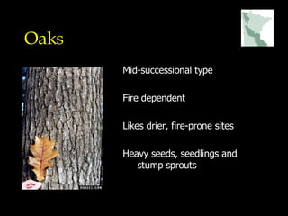 Oaks Mid-successional type Fire dependent Likes drier, fire-prone sites Heavy seeds, seedlings and stump sprouts 