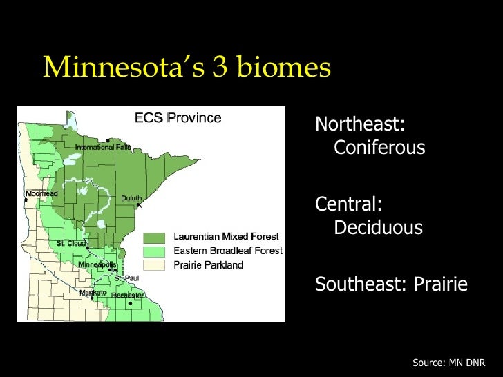 Minnesota Forestry 101