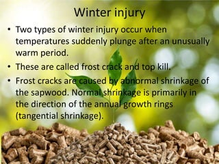 injuries to forest and biotic,abiotic agencies | PPTX