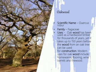 • Scientific Name – Ouercus
robur
• Family – Fagaceae
• Uses - . Oak wood has been
used as a hardwood timber
for thousands of years, yet it
takes up to 150 years before
the wood from an oak tree
can be used
for construction. Modern
uses for oak wood include
homewares, flooring, wine
barrels and firewood.
Oakwood
 