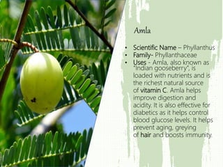 • Scientific Name – Phyllanthus
• Family- Phyllanthaceae
• Uses - Amla, also known as
“Indian gooseberry”, is
loaded with nutrients and is
the richest natural source
of vitamin C. Amla helps
improve digestion and
acidity. It is also effective for
diabetics as it helps control
blood glucose levels. It helps
prevent aging, greying
of hair and boosts immunity.
Amla
 