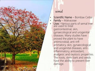• Scientific Name – Bombax Ceiba
• Family – Malvaceae
• Uses –Various parts of semal tree
are used to treat
gastrointestinal, skin,
gynaecological and urogenital
diseases. Many studies have
proved the plant to have
antimicrobial, anti-infl
ammatory, skin, gynaecological
and urogenital diseases, anti-
inflammatory, antioxidant,
analgesic and oxytocic properties.
The roots, stem bark and seeds
have the ability to prevent liver
damage.
semal
 