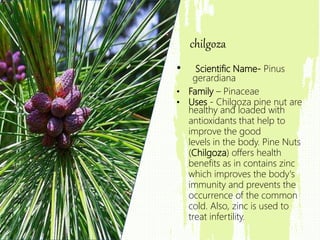 • Scientific Name- Pinus
gerardiana
• Family – Pinaceae
• Uses - Chilgoza pine nut are
healthy and loaded with
antioxidants that help to
improve the good
levels in the body. Pine Nuts
(Chilgoza) offers health
benefits as in contains zinc
which improves the body's
immunity and prevents the
occurrence of the common
cold. Also, zinc is used to
treat infertility.
chilgoza
 