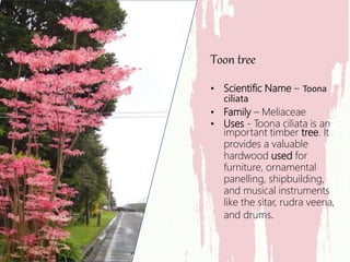 • Scientific Name – Toona
ciliata
• Family – Meliaceae
• Uses - Toona ciliata is an
important timber tree. It
provides a valuable
hardwood used for
furniture, ornamental
panelling, shipbuilding,
and musical instruments
like the sitar, rudra veena,
and drums.
Toon tree
 