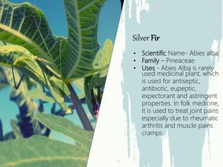 • Scientific Name- Abies alba
• Family – Pineaceae
• Uses - Abies Alba is rarely
used medicinal plant, which
is used for antiseptic,
antibiotic, eupeptic,
expectorant and astringent
properties. In folk medicine,
it is used to treat joint pains
especially due to rheumatic
arthritis and muscle pains
cramps.
Silver Fir
 
