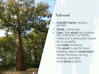 • Scientific Name- tectona
grandis
• Family -Lamiaceae
• Uses- Teak wood has a leather-
like smell when it is freshly
milled and is particularly valued
for its durability
and water resistance.
The wood is used for boat
building, exterior construction,
veneer, furniture, carving,
turnings, and other
small wood projects.
Teak wood
 