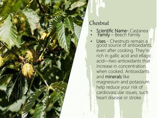 • Scientific Name- Castanea
• Family – Beech Family
• Uses - Chestnuts remain a
good source of antioxidants,
even after cooking. They're
rich in gallic acid and ellagic
acid—two antioxidants that
increase in concentration
when cooked. Antioxidants
and minerals like
magnesium and potassium
help reduce your risk of
cardiovascular issues, such
heart disease or stroke.
Chestnut
 