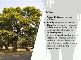 • Scientific Name- shorea
robusta
• Family – Dipterocarpaceae
• Uses- Sal tree resin is known as
sal dammar or Indian dammar,
ṛla in Sanskrit. It is used as
an astringent in
Ayurvedic medicine, burned as
incense in Hindu ceremonies,
and used to caulk boats and
ships. Sal seeds and fruit are a
source of lamp oil and
vegetable fat.
Sal tree
 