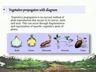 This
Photo
by
Unknown
Author
is
licensed
under
CC
BY-SA
• Vegetative propogatonwithdiagram
Vegetative propagation is an asexual method of
plant reproduction that occurs in its leaves, roots
and stem. This can occur through fragmentation
and regeneration of specific vegetative parts of
plants.
 