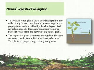 Natural Vegetative Propagation
• This occurs when plants grow and develop naturally
without any human interference. Natural vegetative
propagation can be enabled by the development of
adventitious roots. Thus, new plants may emerge
from the roots, stem and leaves of the parent plant.
• The vegetative plant structures arising from the stem
are known as rhizomes, bulbs, runners, tubers, etc.
The plants propagated vegetatively are given-
 
