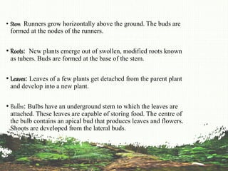 • Stem Runners grow horizontally above the ground. The buds are
formed at the nodes of the runners.
• Roots: New plants emerge out of swollen, modified roots known
as tubers. Buds are formed at the base of the stem.
• Leaves: Leaves of a few plants get detached from the parent plant
and develop into a new plant.
• Bulbs: Bulbs have an underground stem to which the leaves are
attached. These leaves are capable of storing food. The centre of
the bulb contains an apical bud that produces leaves and flowers.
Shoots are developed from the lateral buds.
 