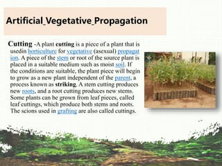 Artificial Vegetative Propagation
Cutting -A plant cutting is a piece of a plant that is
usedin horticulture for vegetative (asexual) propagat
ion. A piece of the stem or root of the source plant is
placed in a suitable medium such as moist soil. If
the conditions are suitable, the plant piece will begin
to grow as a new plant independent of the parent, a
process known as striking. A stem cutting produces
new roots, and a root cutting produces new stems.
Some plants can be grown from leaf pieces, called
leaf cuttings, which produce both stems and roots.
The scions used in grafting are also called cuttings.
 
