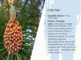 • Scientific Name- Pinus
roxburghii
• Family- Pinaceae
• Uses- Chir pine is widely
planted for timber in its
native area, being one of
most important trees in
forestry in northern
India and Nepal. For local
building purposes,
the wood of this tree is the
least preferred, as it is the
weakest and most prone to
decay when compared with
other conifers.
CHIR PINE
 