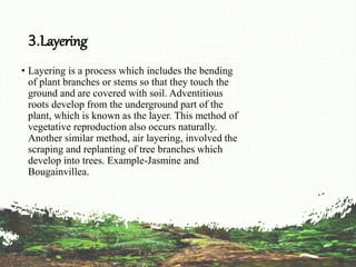 3.Layering
• Layering is a process which includes the bending
of plant branches or stems so that they touch the
ground and are covered with soil. Adventitious
roots develop from the underground part of the
plant, which is known as the layer. This method of
vegetative reproduction also occurs naturally.
Another similar method, air layering, involved the
scraping and replanting of tree branches which
develop into trees. Example-Jasmine and
Bougainvillea.
 