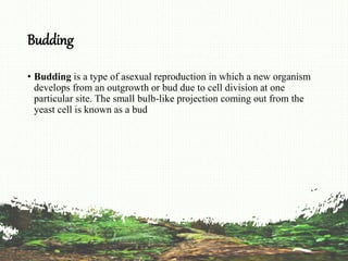 Budding
• Budding is a type of asexual reproduction in which a new organism
develops from an outgrowth or bud due to cell division at one
particular site. The small bulb-like projection coming out from the
yeast cell is known as a bud
 