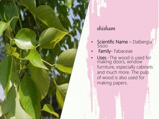 • Scientific Name – Dalbergia
Sisoo
• Family- Fabaceae
• Uses -The wood is used for
making doors, window
furniture, especially cabinets
and much more. The pulp
of wood is also used for
making papers.
shisham
 